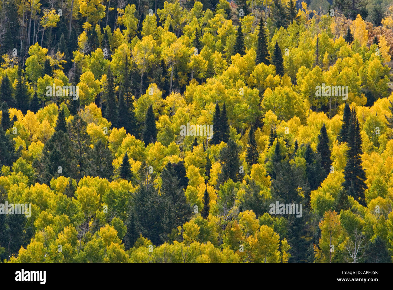 Detail of Autumn Aspen Trees and Spruce Trees on Mountain Side Sneffels Range Ouray County Colorado Stock Photo