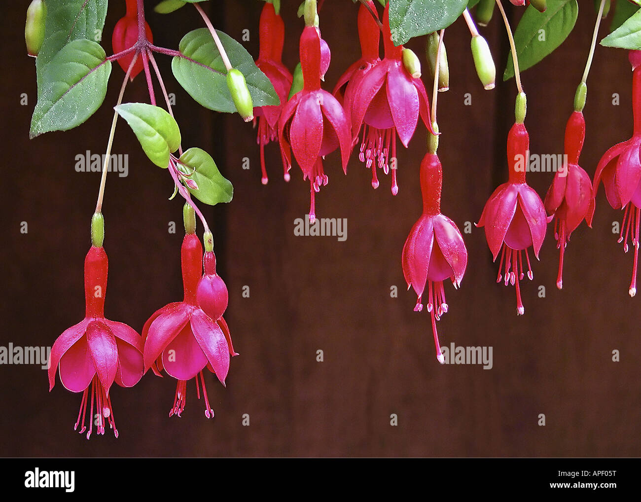 Red Flowers Hanging Down Stock Photos & Red Flowers Hanging Down Stock