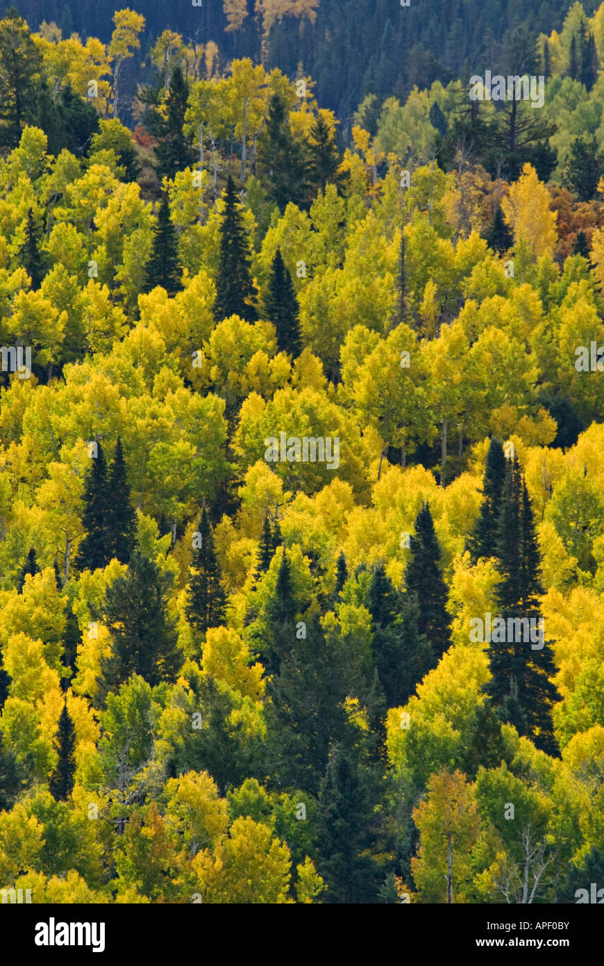 Detail of Autumn Aspen Trees and Spruce Trees on Mountain Side Sneffels Range Ouray County Colorado Stock Photo