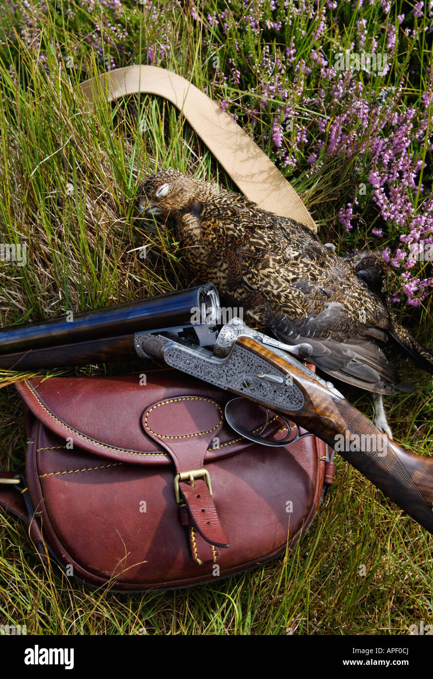Holland and Holland Best Shotgun Harvested Red Grouse and Leather Cartridge Bag Sitting in Heather Stock Photo