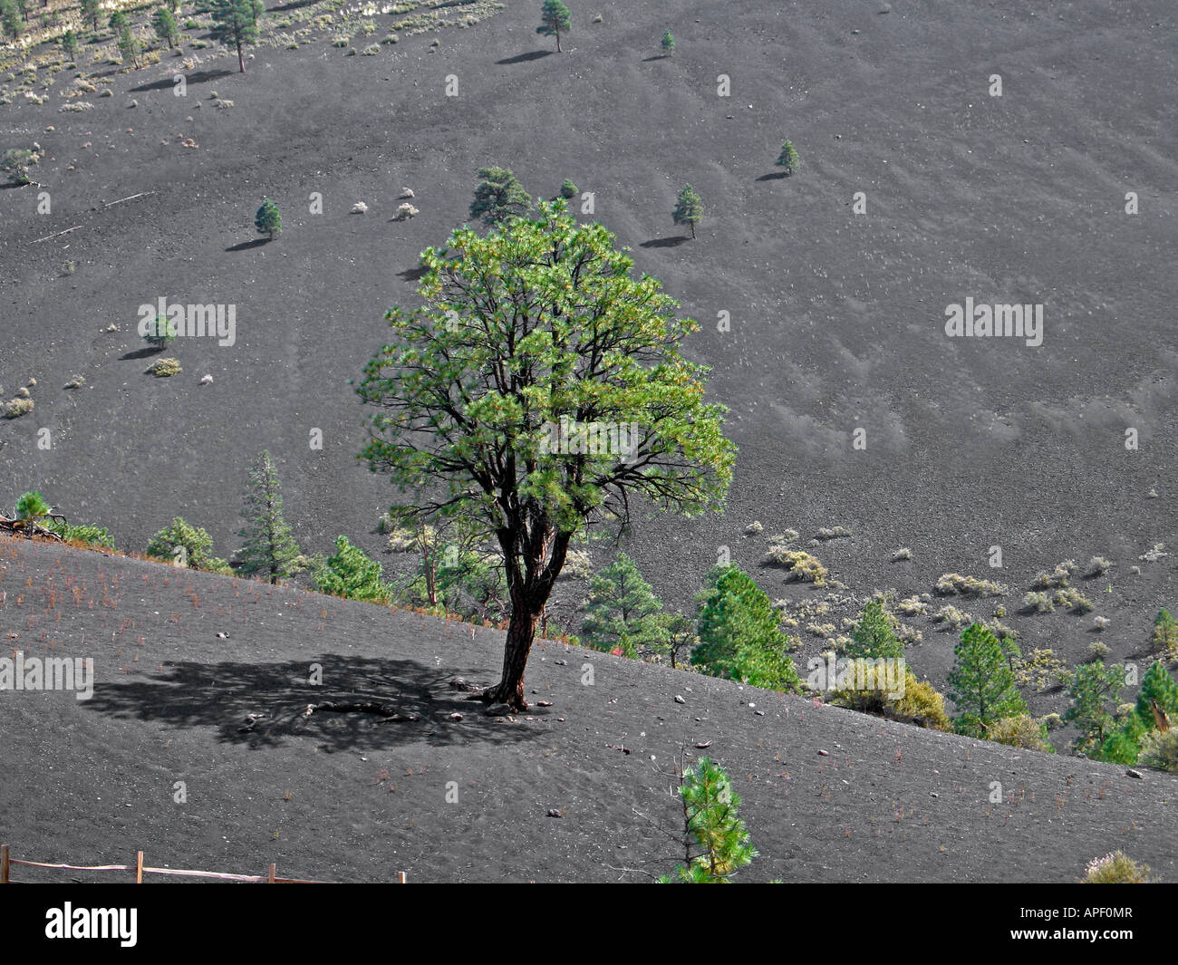 Vulcano Trees Lone tree at the base of Sunset Crater Volcano, AZ growing out of ...