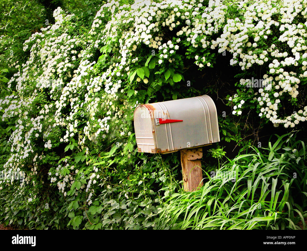 Rustic metal mailbox on wood post amongst white flowers and green