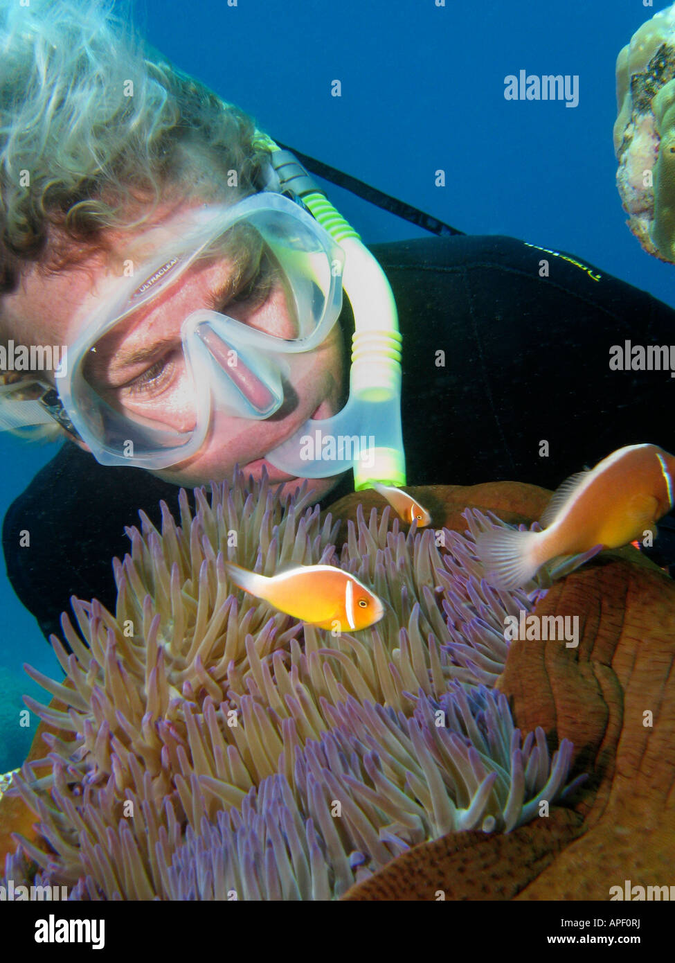 Free Diver and Pink Anemonefish Amphiprion perideraion in Anemone Agincourt Reef Great Barrier Reef North Queensland Australia Stock Photo