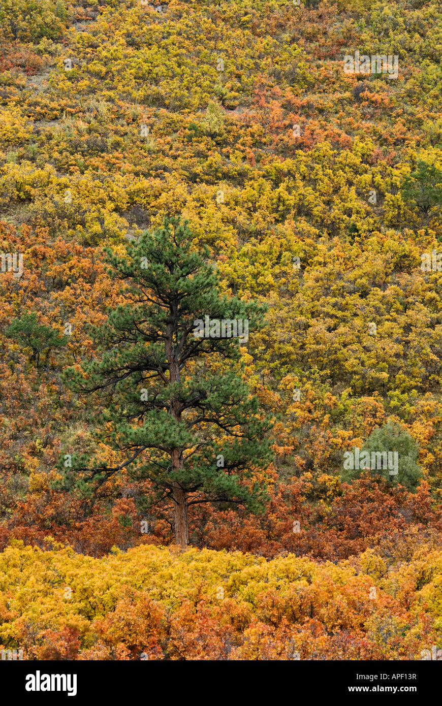 Lone Evergreen Tree Highlighted Against Autumn Color on Mountain Side Uncompahgre National Forest Ouray County Colorado Stock Photo