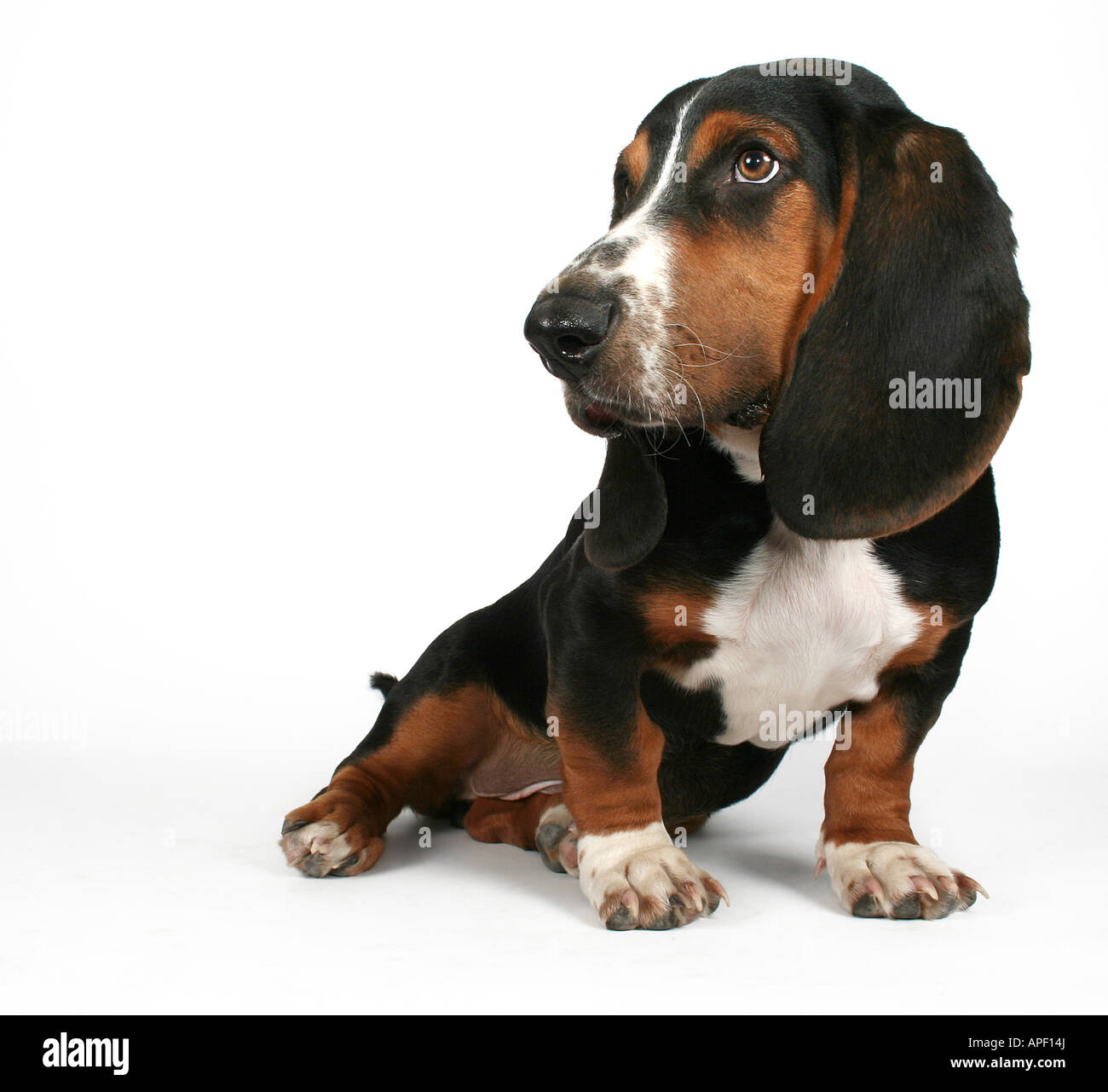 plan advies Moeras Baby basset hound hi-res stock photography and images - Alamy