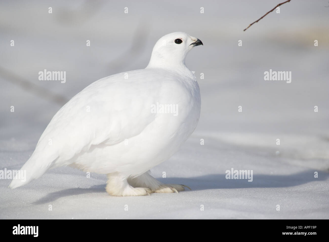 alaska, denali state park, willow ptarmigan in winter along parks