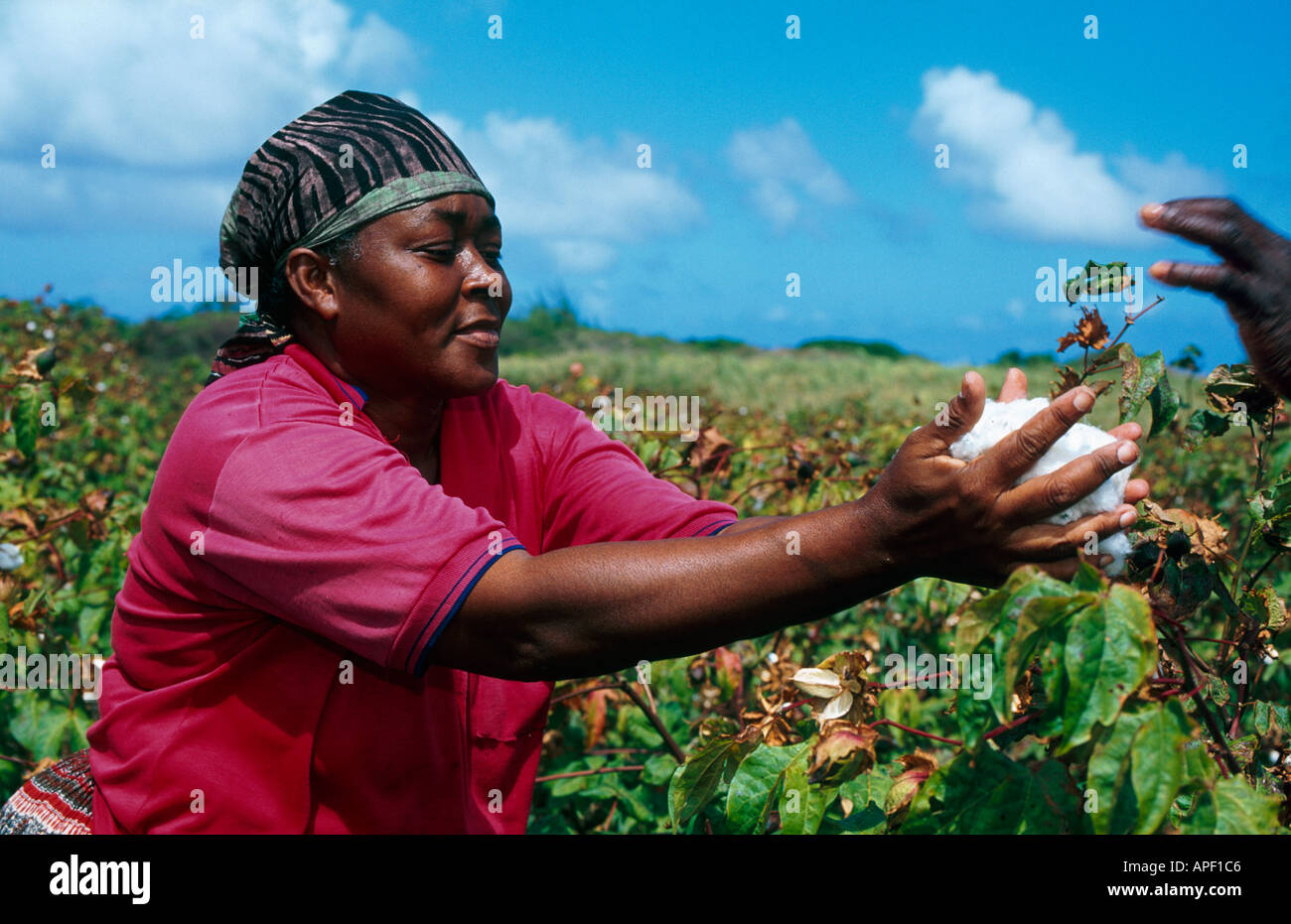 Hand picking cotton in Barbados Caribbean Stock Photo