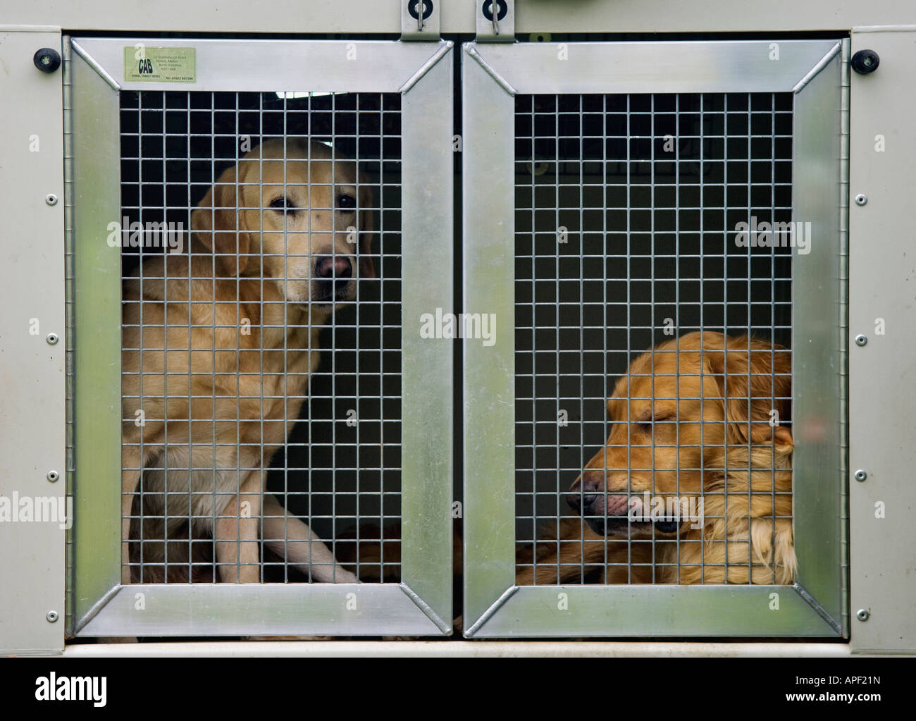 Yellow Labrador Retriever and Golden Retriever in Kennel Near Aviemore