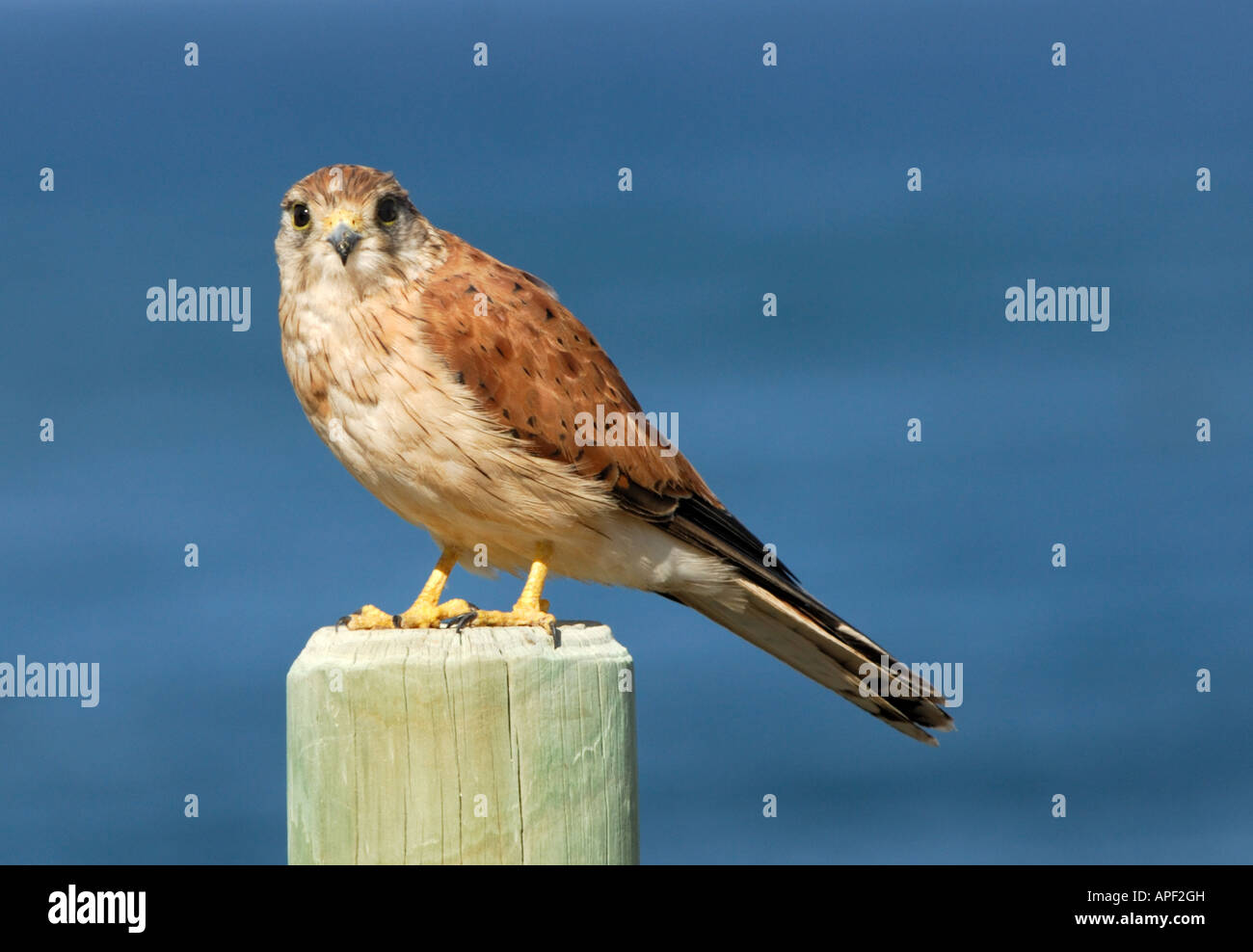 Nankeen Kestrel - Falco cenchroides Stock Photo