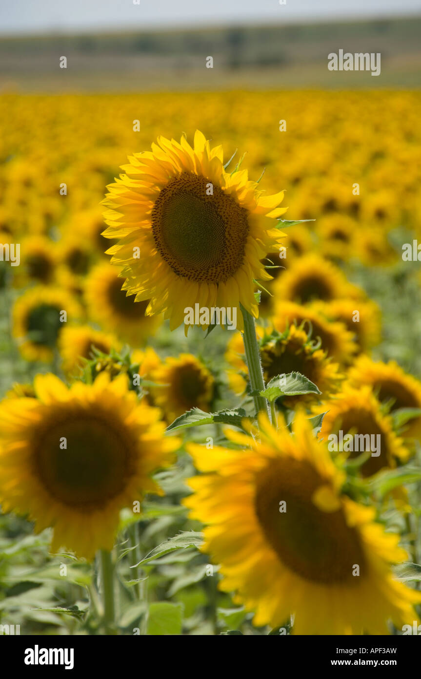 Sunflowers in Kansas field Stock Photo Alamy