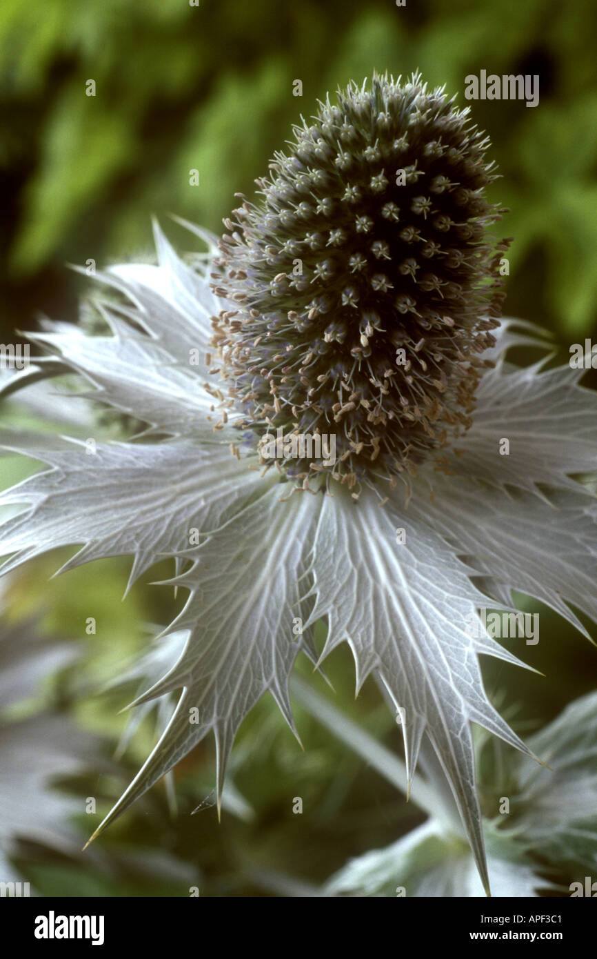 Eryngium giganteum AGM Miss Willmott's ghost, Sea Holly, Eryngo Stock