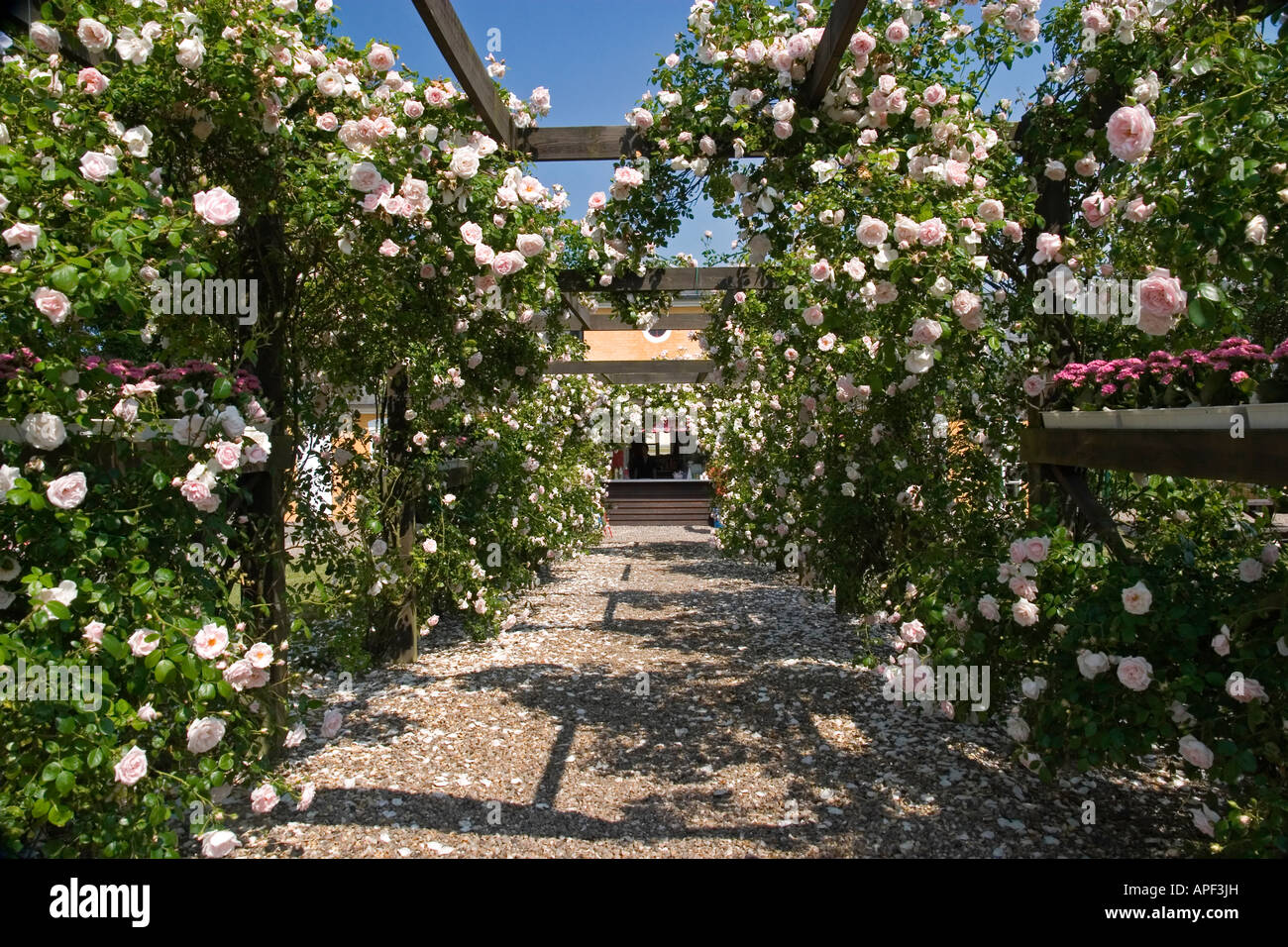 The rose path Valdemar Slot Tåsinge Denmark Stock Photo