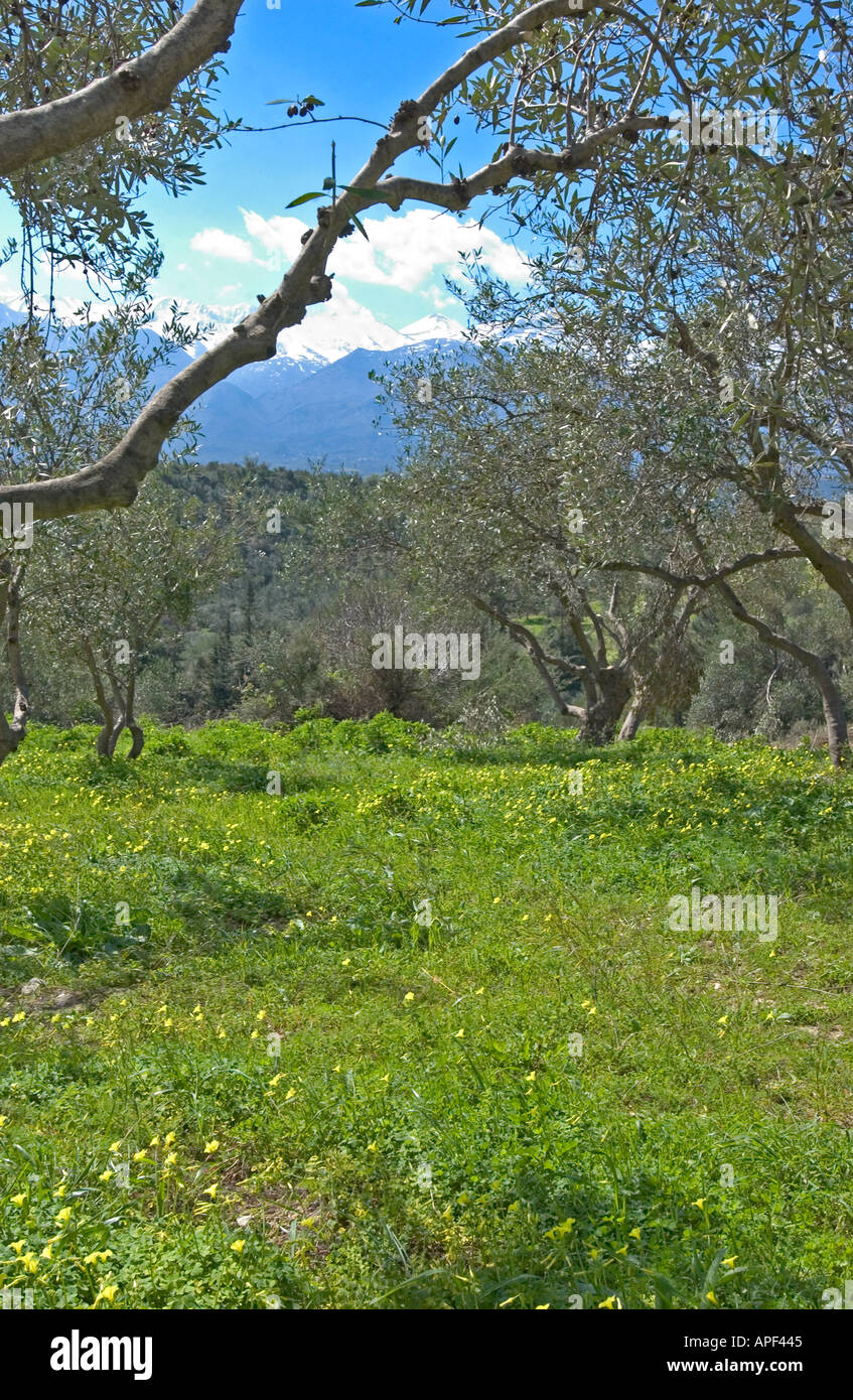 Olive grove in Spring Apokoronas Crete Stock Photo