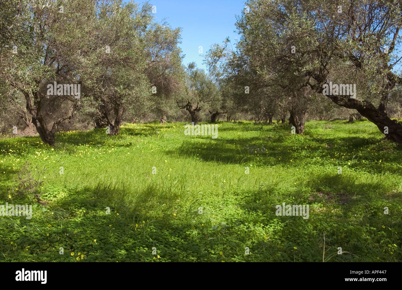 Olive grove in Spring Kalives Crete Stock Photo