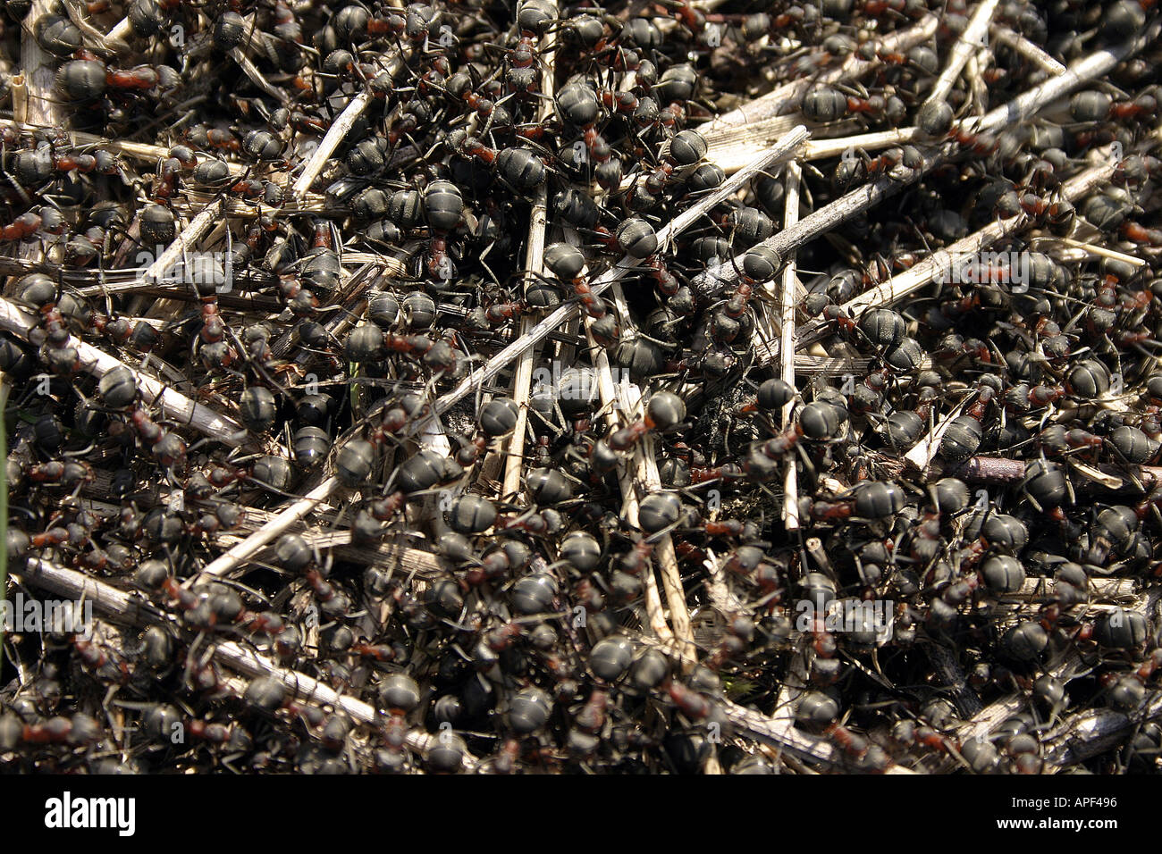 black ants Stock Photo