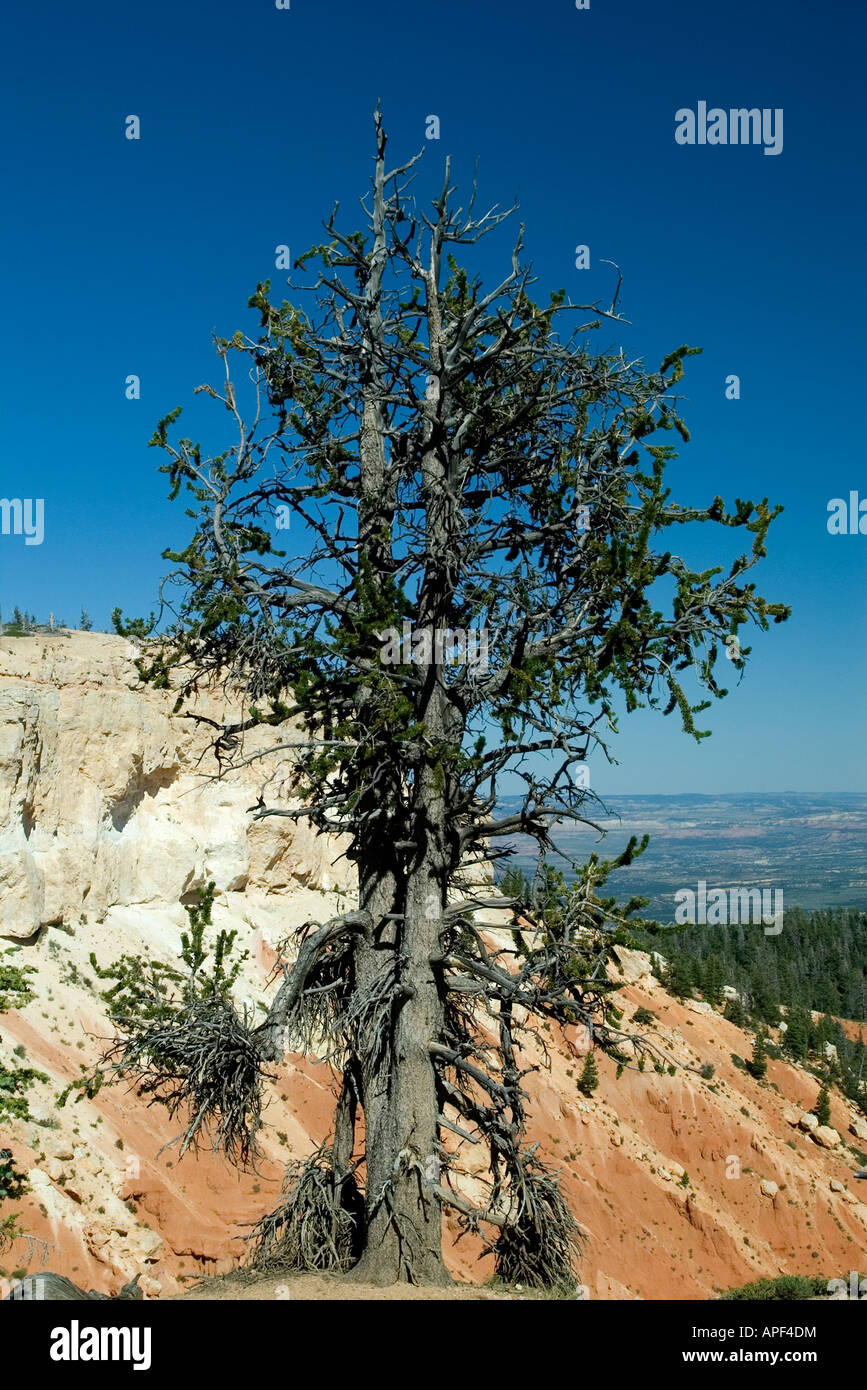 USA Utah Bryce Canyon National Park Bristle Cone tree in the Bristle Cone Loop Stock Photo