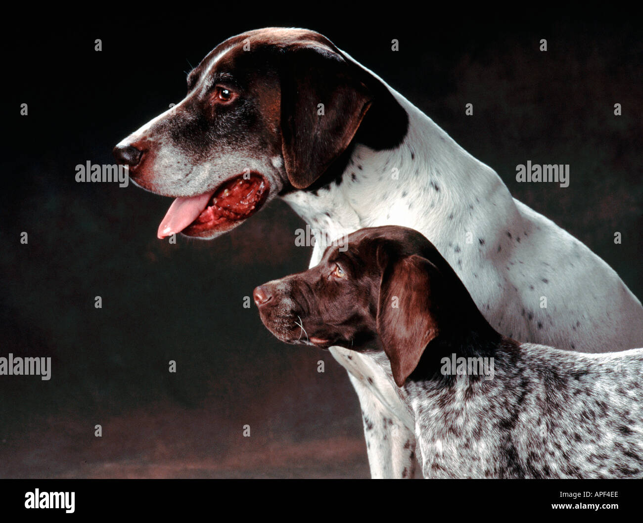 Male German Short Hair Pointer and male pup Stock Photo