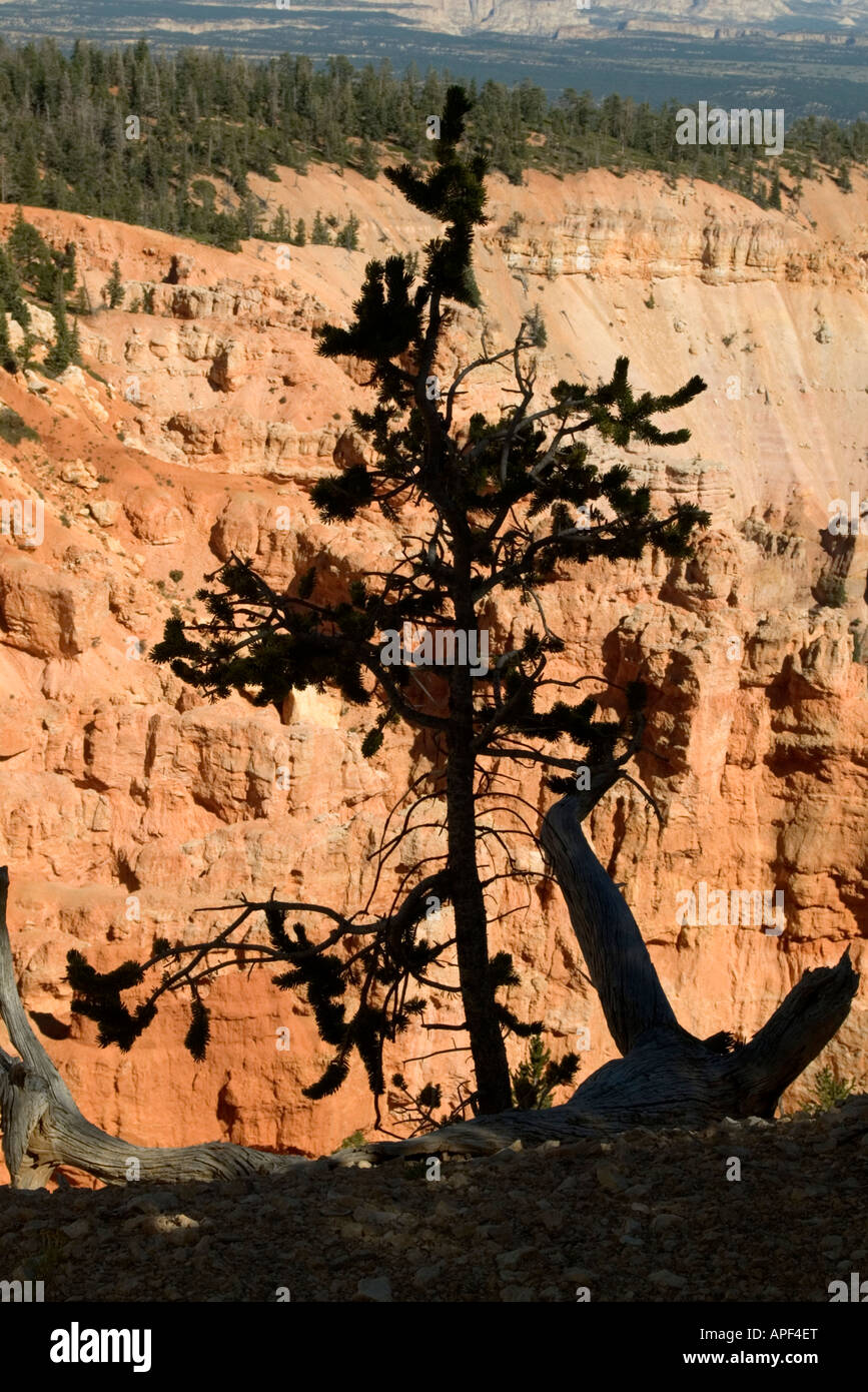 USA Utah Bryce Canyon National Park Bristle Cone Pine Tree in Bristle Cone Loop Stock Photo