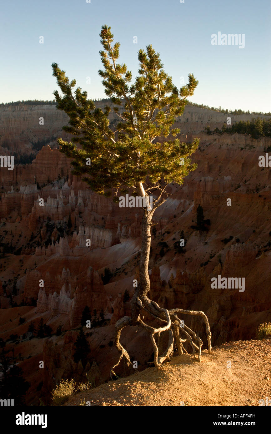 USA Utah Bryce Canyon Nat PK Bristle Cone tree with exposed roots Sunrise point at sunset Stock Photo