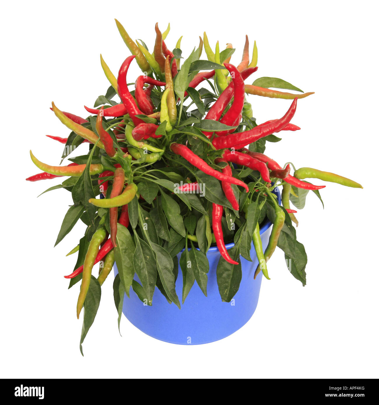 chili pepper paprika Capsicum annuum cv Medusa potted plant Stock Photo