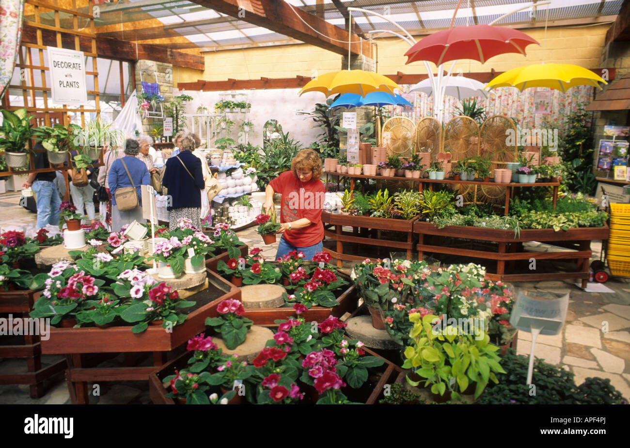 Baytree Garden Centre, near Spalding, Lincolnshire, England UK garden plant flowers sales shopping shop people buying customers Stock Photo