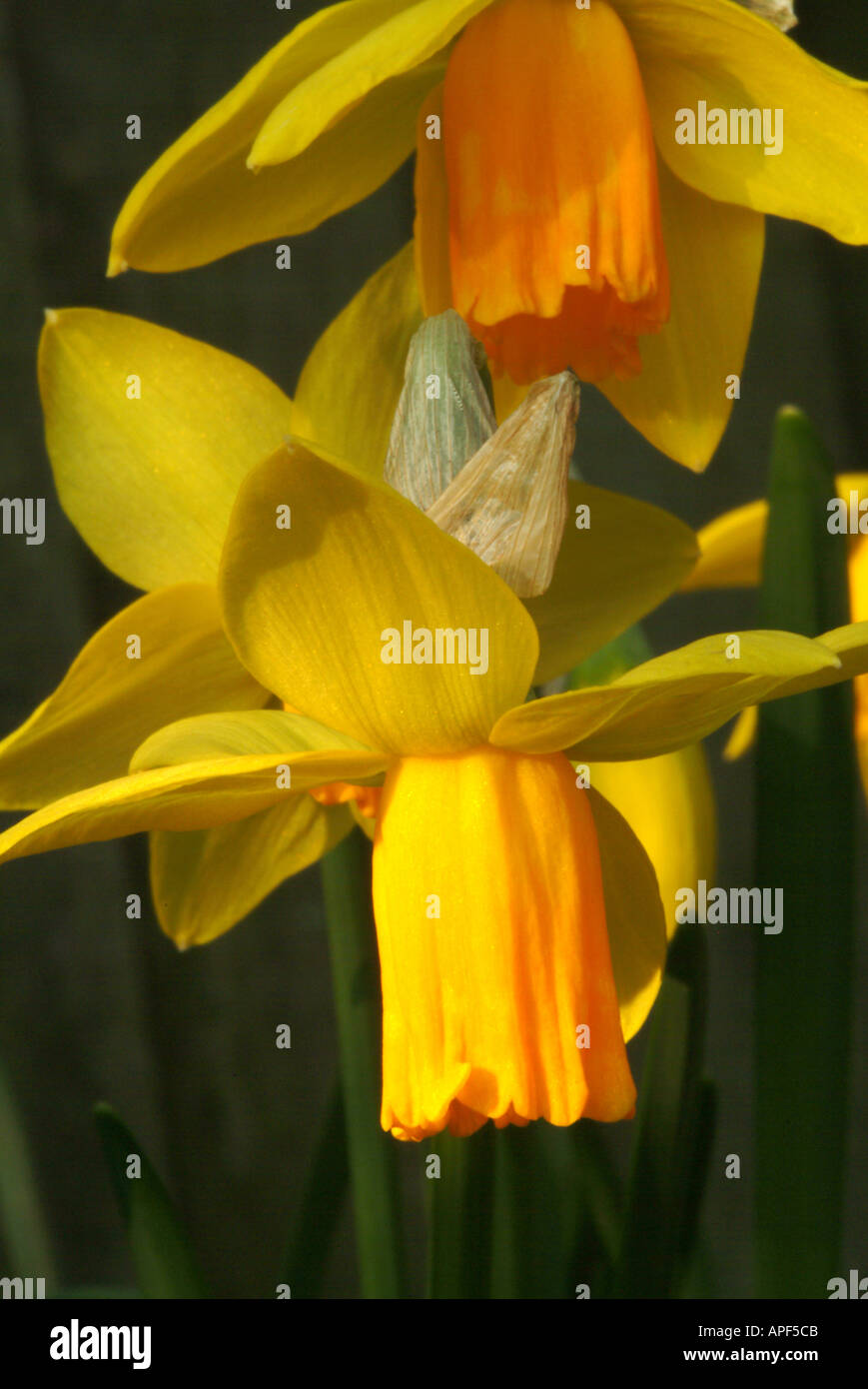 Daffodil Flowers in Full Bloom in a Cheshire Garden England United Kingdom UK Stock Photo Alamy