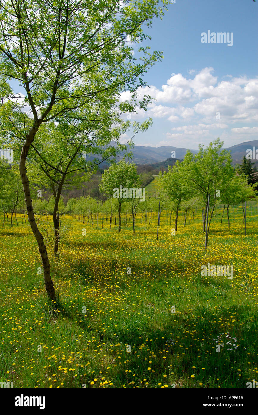 Orchard Italy Stock Photo Alamy