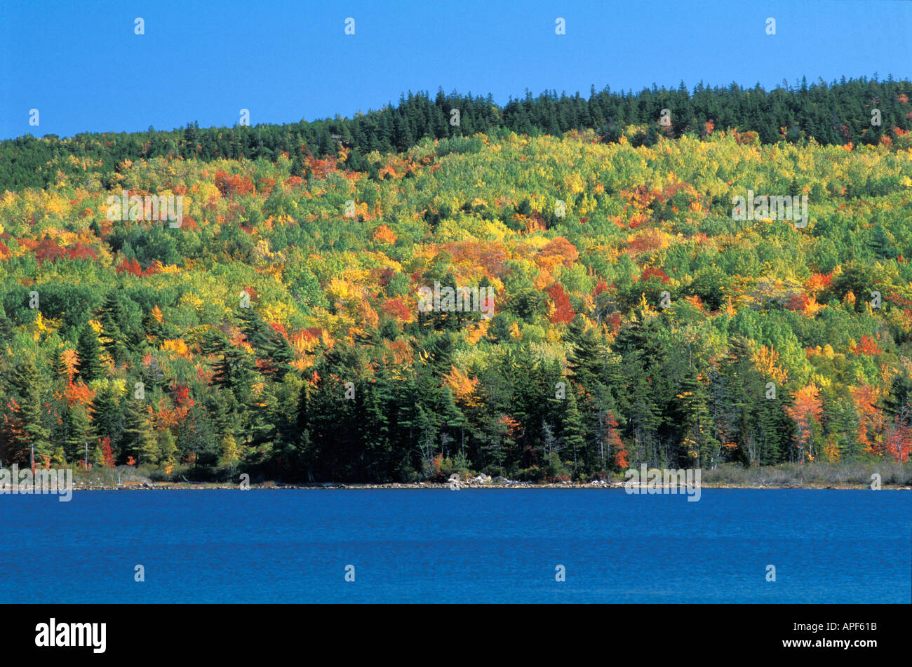 Fall colors dot forest along Eagle Lake Acadia National Park Bar Harbor