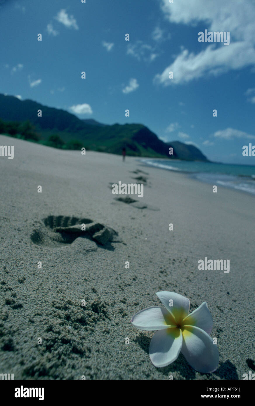 Lumeria flower and footprints on the beach with a girl faded in the background Stock Photo