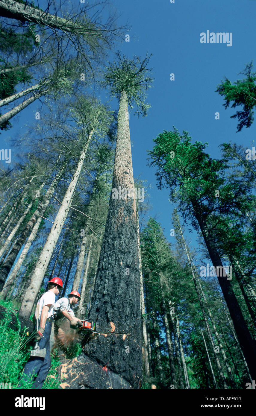 Felling fire damaged timber in Oregon Stock Photo Alamy
