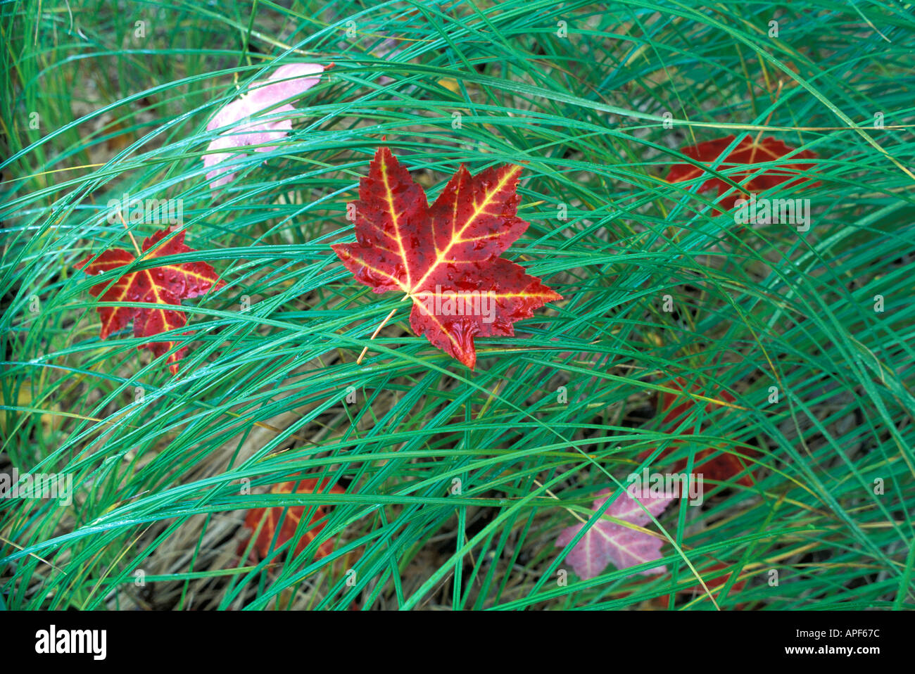 Maple leaf rests on dew covered grass in Fall at The Big Meadow Acadia National Park Maine Stock Photo