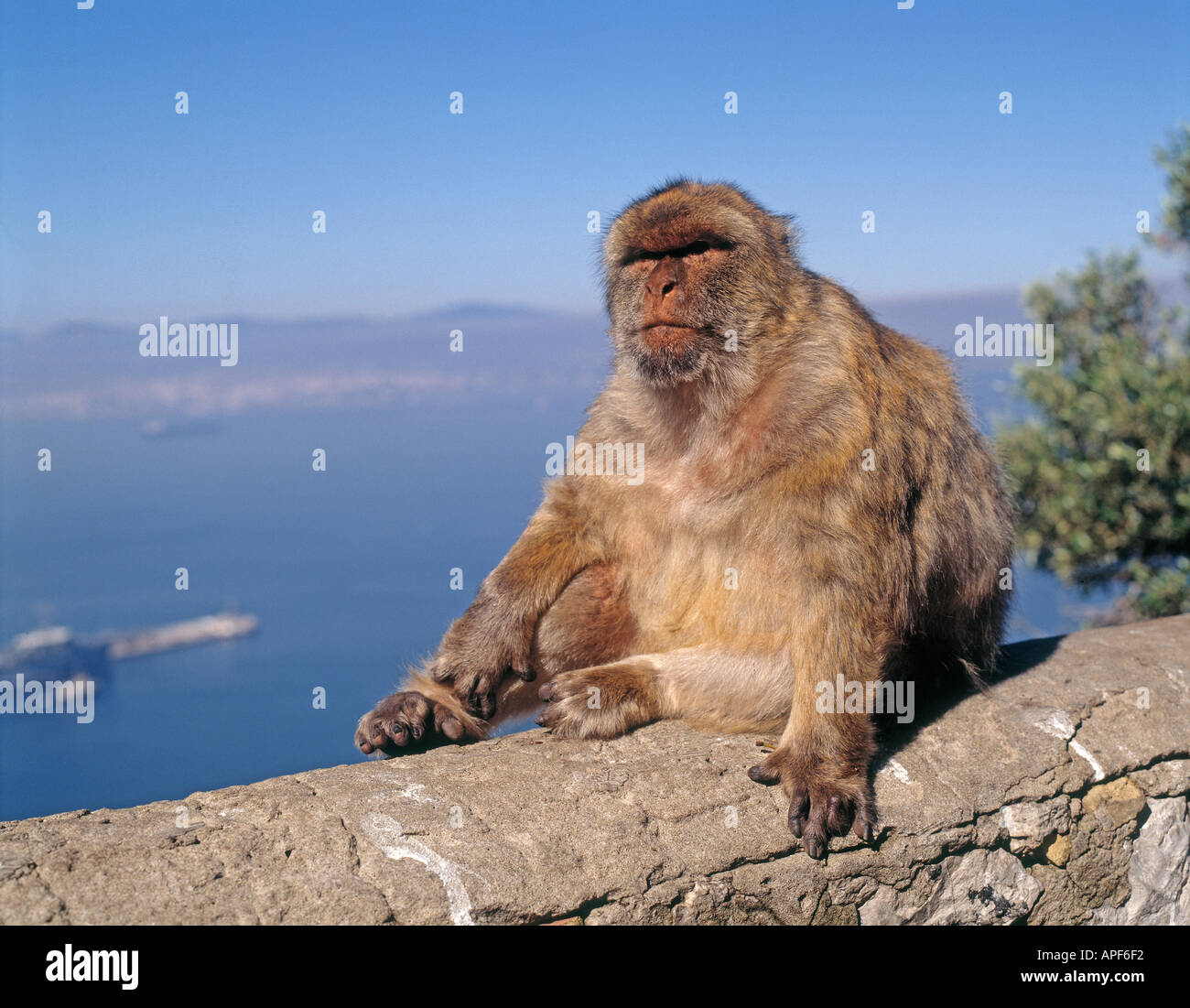 Gibraltar Barbary ape Stock Photo