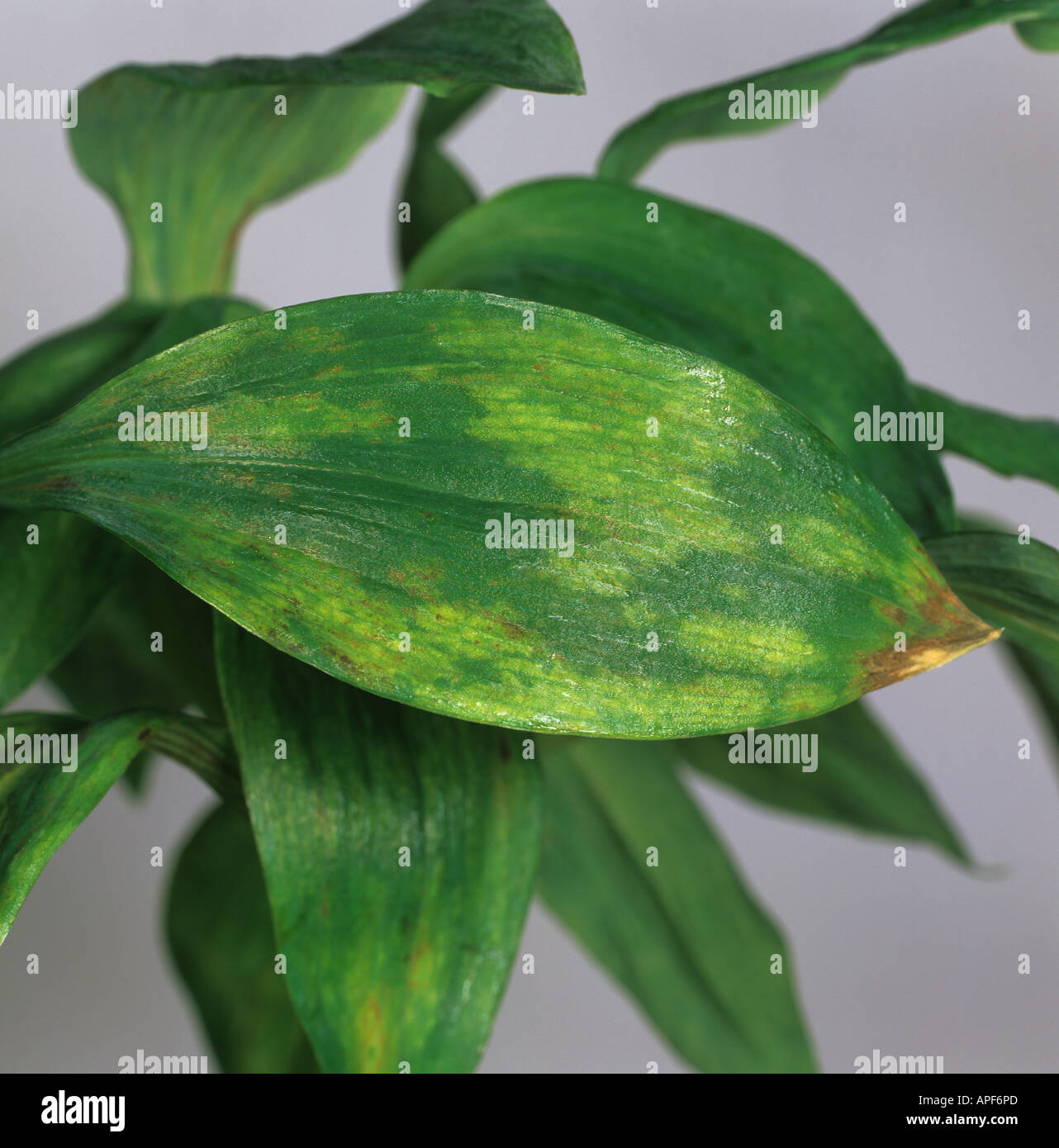 Peruvian lily Alstroemeria spp with tomato spotted wilt virus symptoms on the leaves Stock Photo