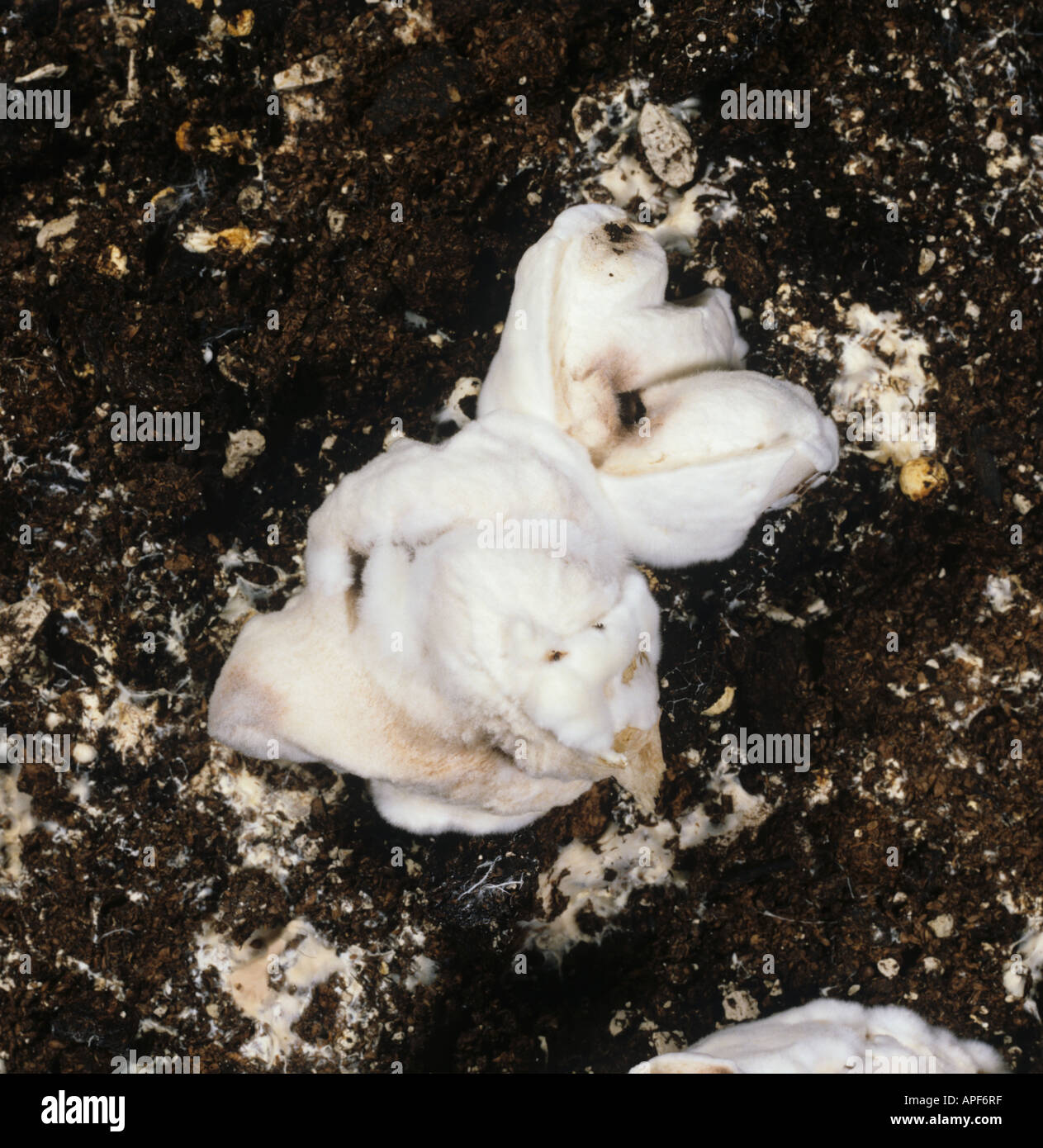 Dry bubble Verticillium fungicola disease on commercially grown edible mushroom Stock Photo