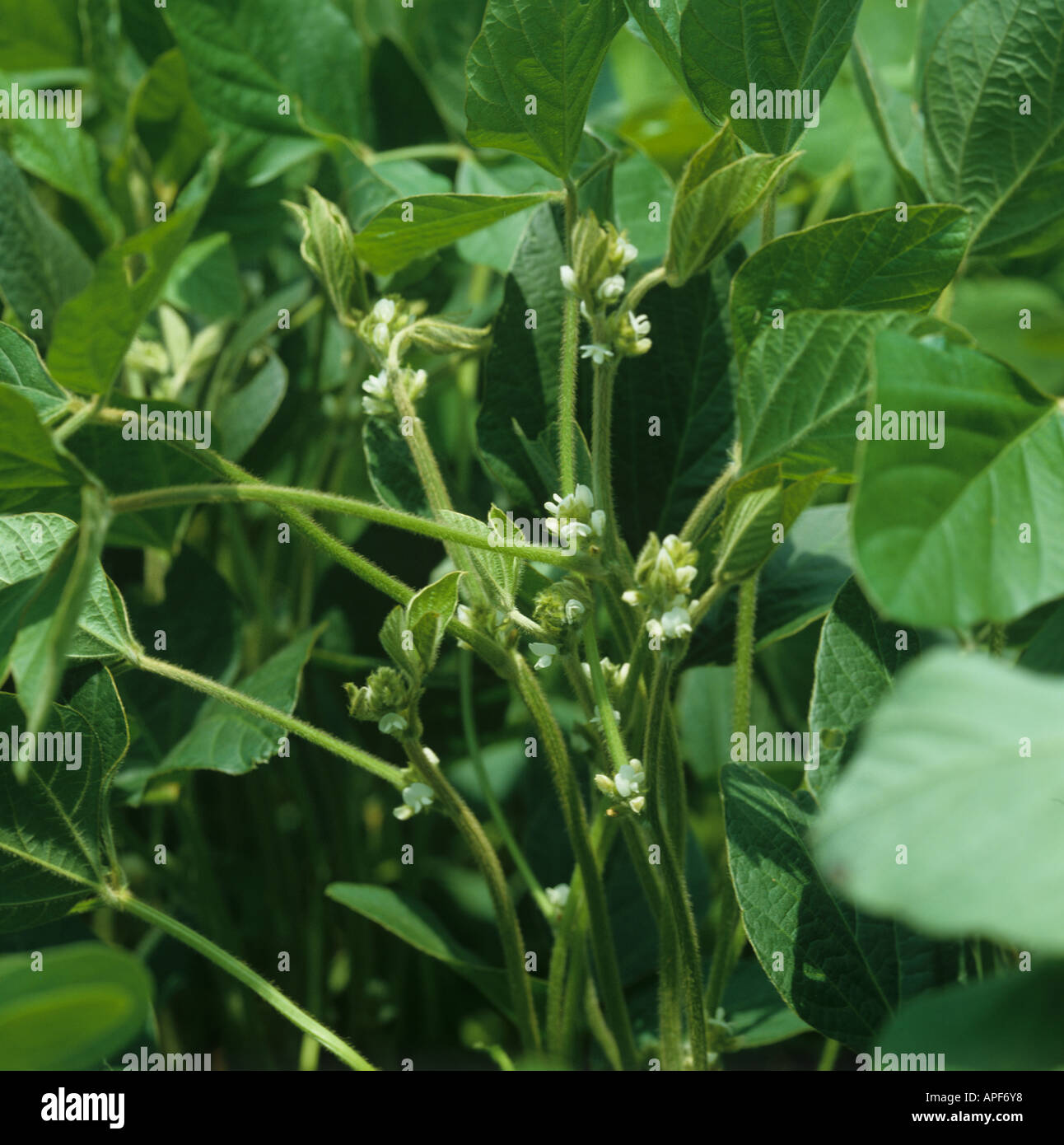 Soybean flowers hires stock photography and images Alamy