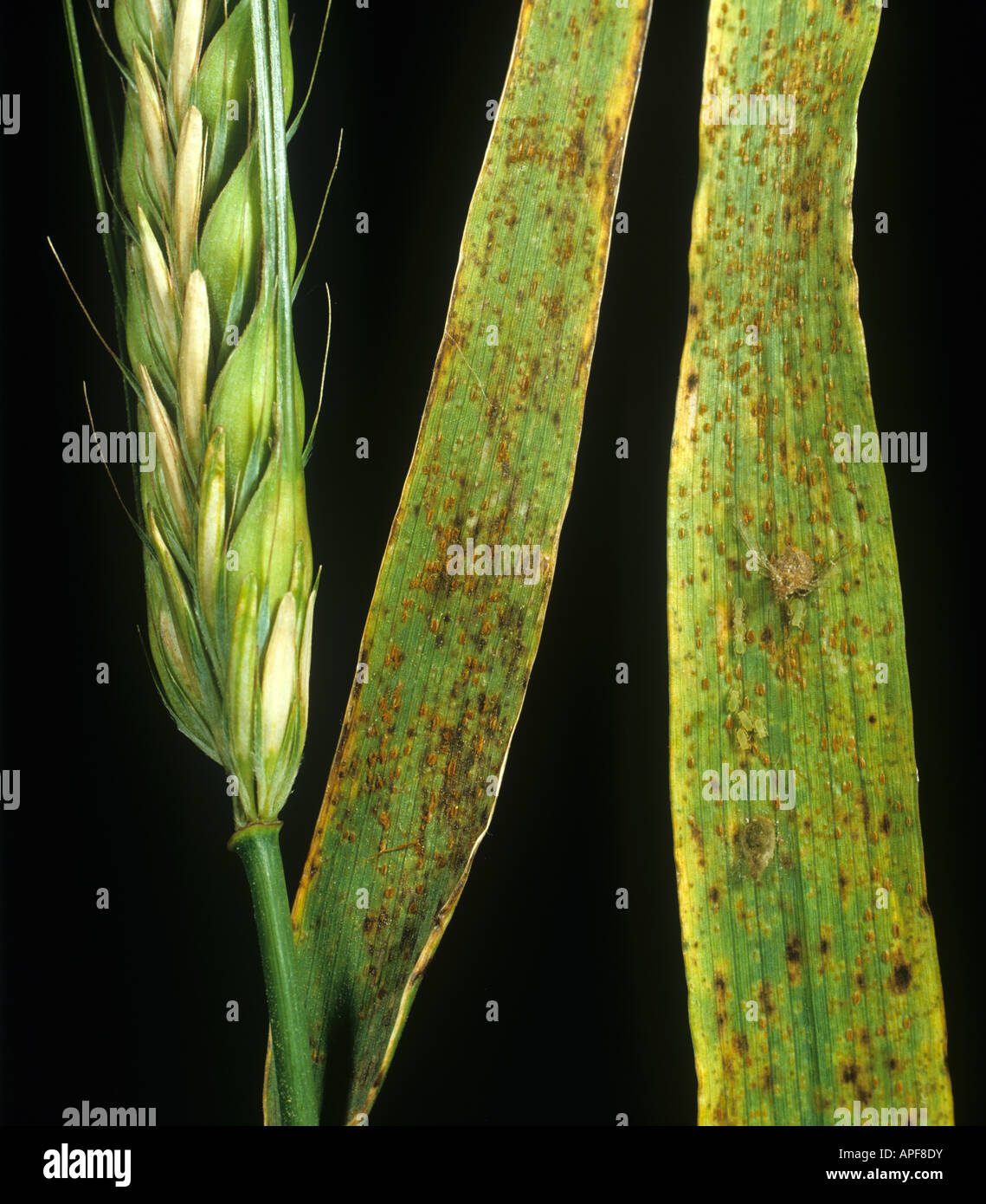 Brown rust Puccinia hordei infection on barley flag leaves Stock Photo