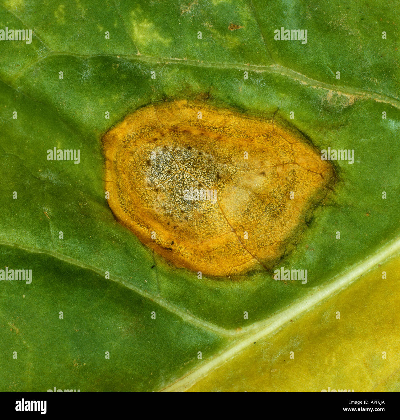 Phoma leaf spot Phoma sp lesion and pycnidia on a sugar beet leaf Stock Photo
