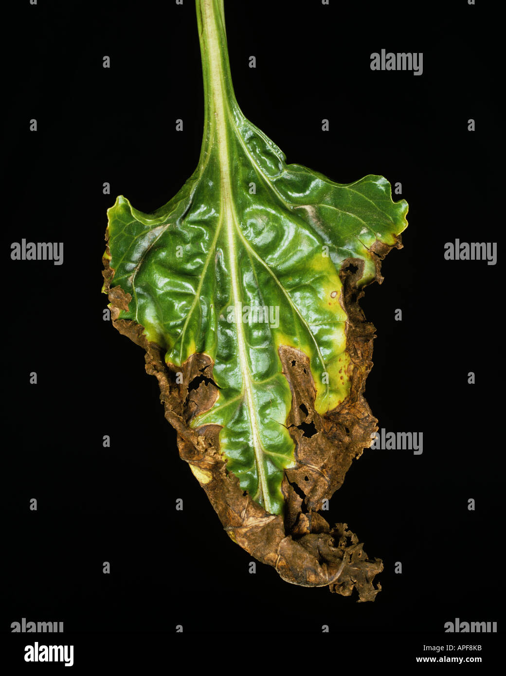 Leaf spot Alternaria tenuis necrosis on sugar beet leaf France Stock Photo