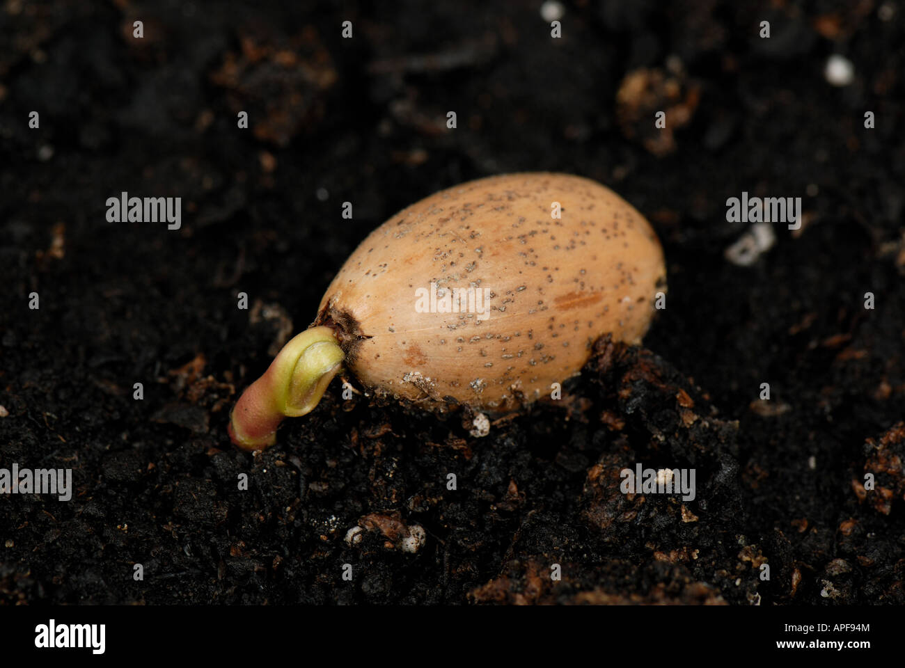 An oak Quercus robur acorn lying on the soil germinating aerial shoot beginning to develop Stock Photo