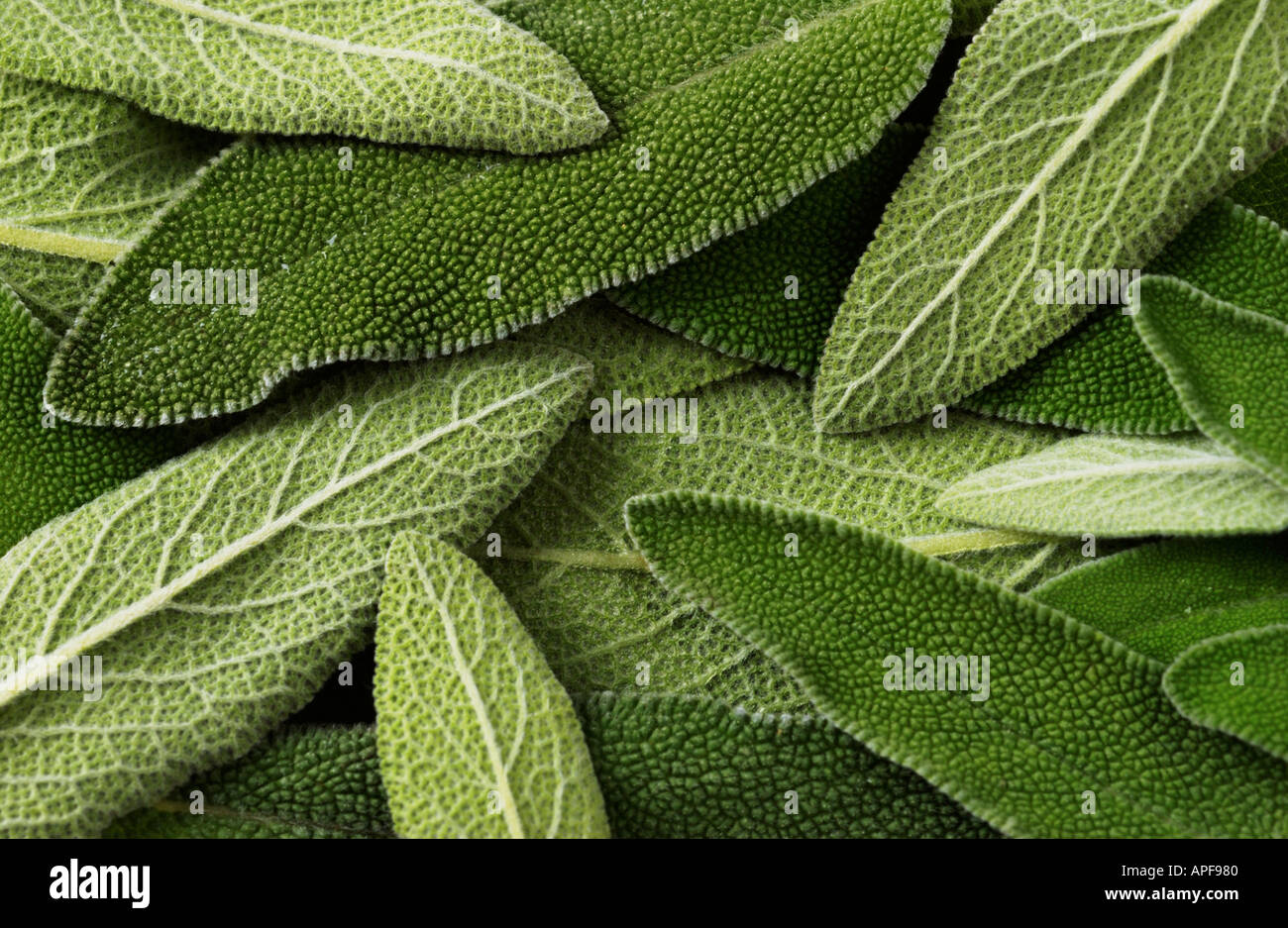 Sage Herb Spice leaf Stock Photo Alamy