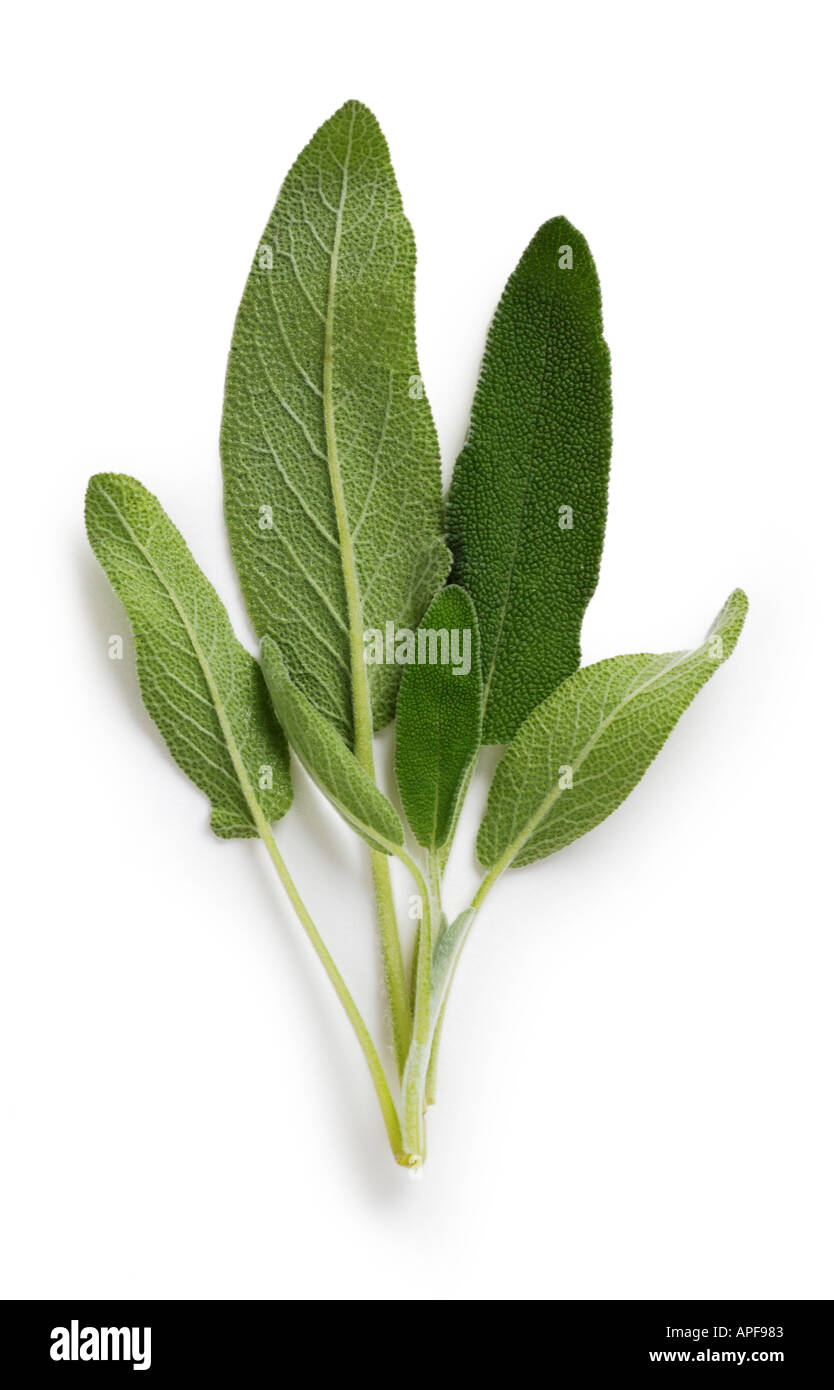 Sage Herb Spice leaf Stock Photo Alamy