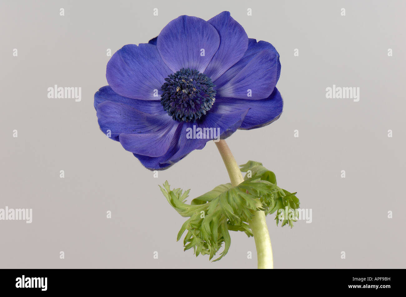Blue cut flower of Anemone coronaria showing corolla and normal calyx Stock Photo