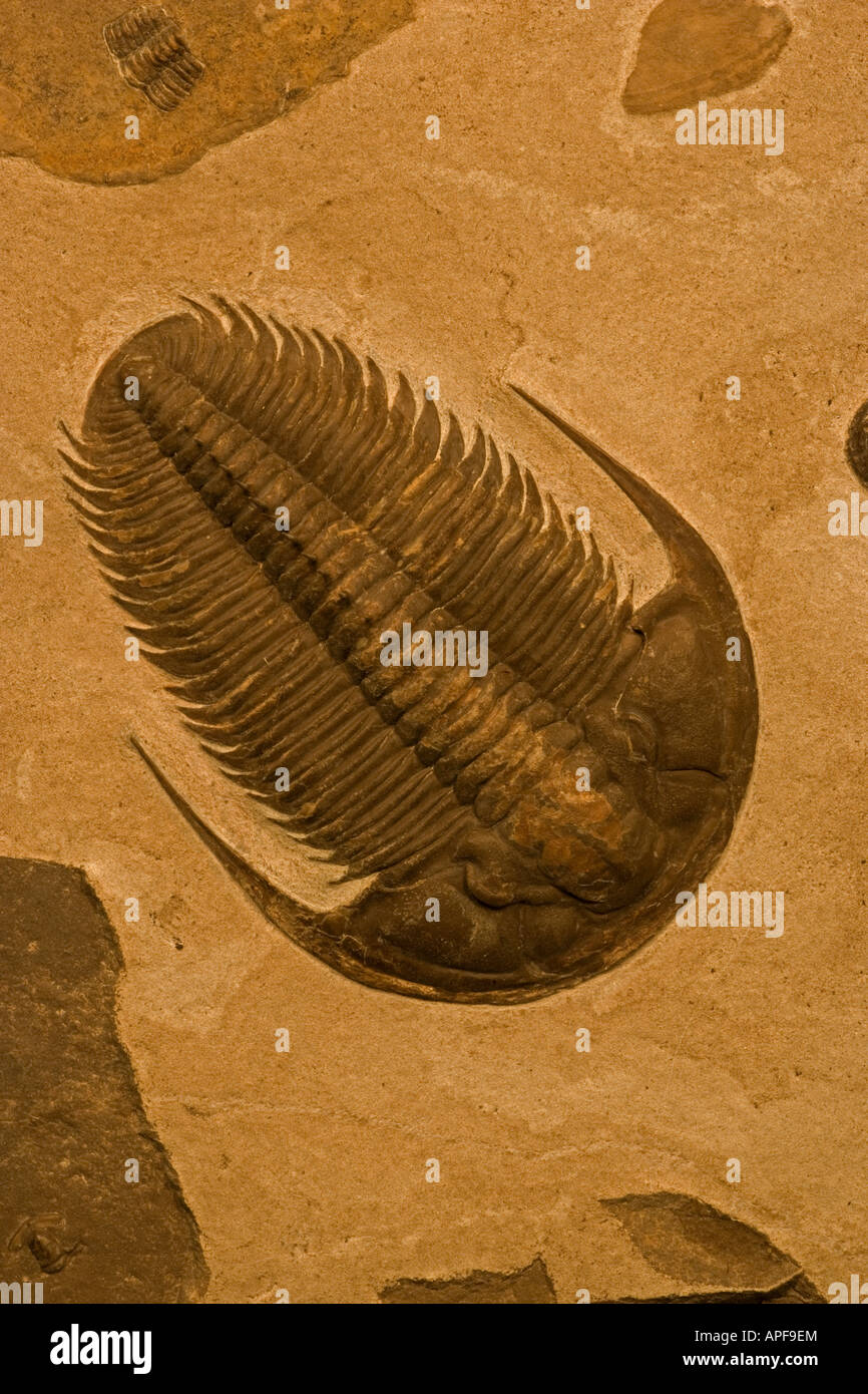 Trilobite Fossil - Yakutia Russia - Lower Cambrian Stock Photo