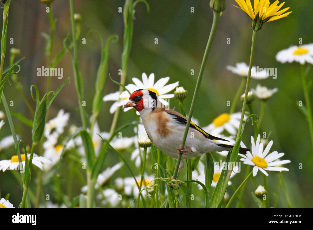 Goldfinch (Carduelis carduelis), adult clinging to stem in a flowering meadow Stock Photo
