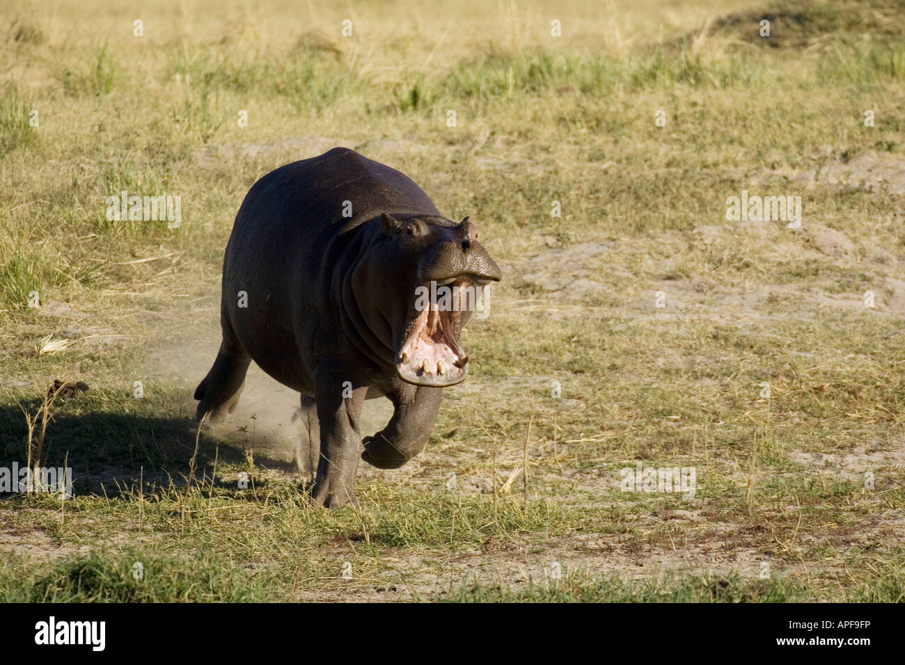 Hippopotamus (Hippopotamus amphibius). A furious hippo rushes towards a ...