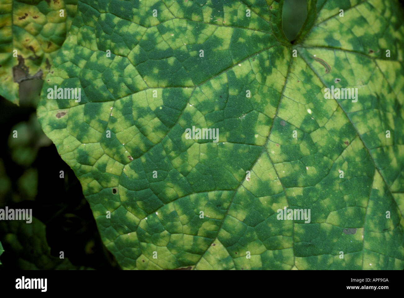 Downy mildew Pseudoperonospora cubensis on squash leaf Thailand Stock Photo