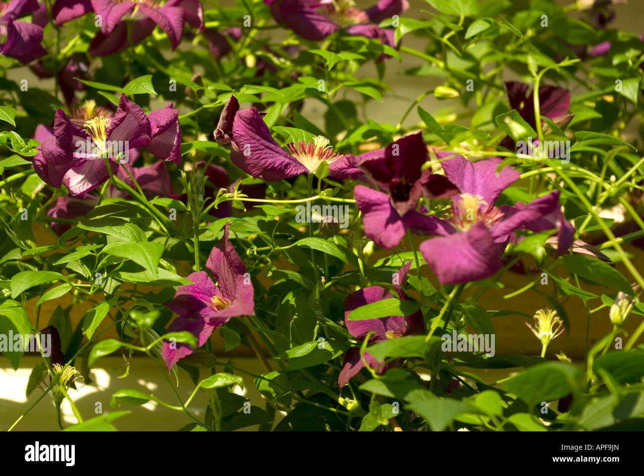 Clematis Klematis flowers in blossom Stock Photo
