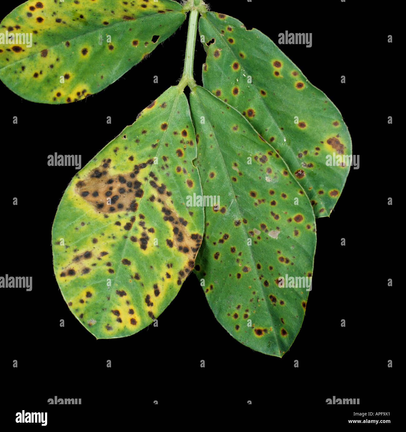 Early leaf spot (Passalora arachnidicola) leaf spots on peanut leaf Stock Photo