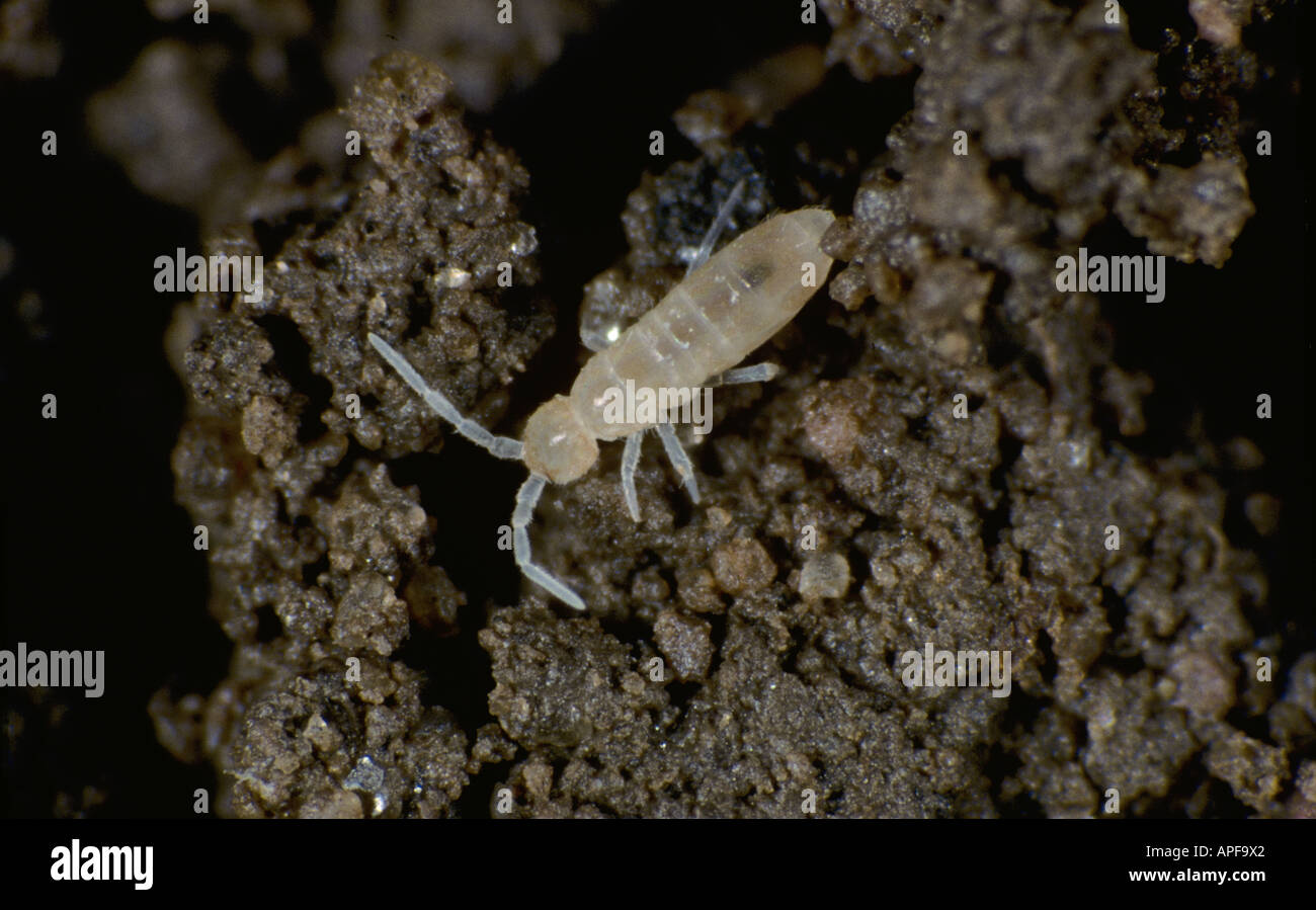 Unidentified springtail from a potato crop site on the soil surface Stock Photo