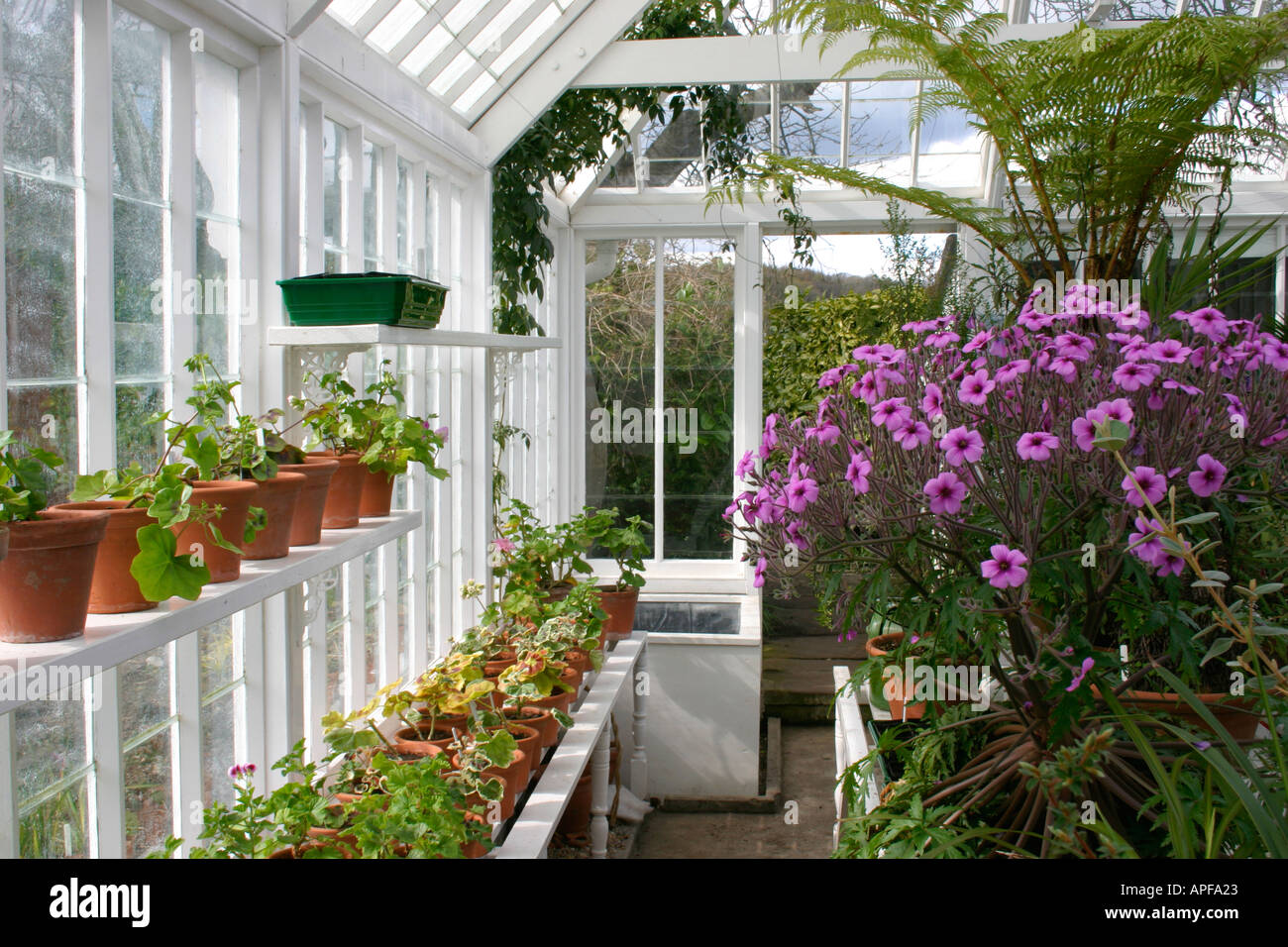 Interior of greenhouse Stock Photo - Alamy